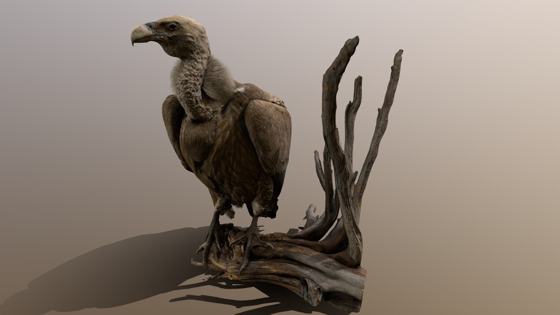 Vulture - 3D model by 4DRealism 3d model