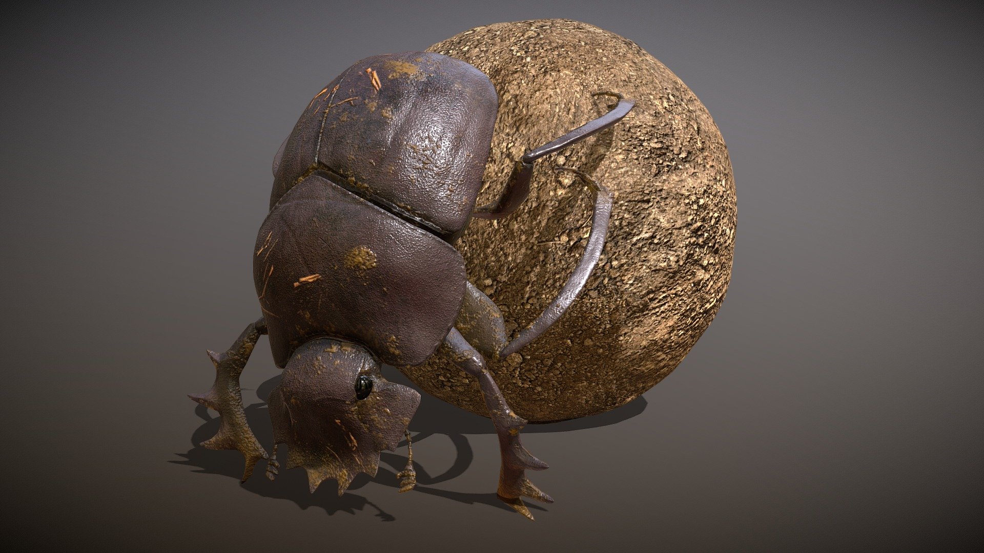 Animated Scarabaeus sacer, common name sacred scarab 


1 walking cycle animation
1 Idle cycle animation
4 transitions



Made with Blender and subtance painter


If you have any questions, do not hesitate to contact me.

 
 

 - Animated Dung beetle - Buy Royalty Free 3D model by Zacxophone 3d model