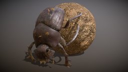 Animated Dung beetle sculpt, insect, bug, beetle, dung, scarab, sacred, subtance, scarabaeus, scarabaeidae, painter, blender, animation, animated, rigged, bousier, sacer, coleopteres