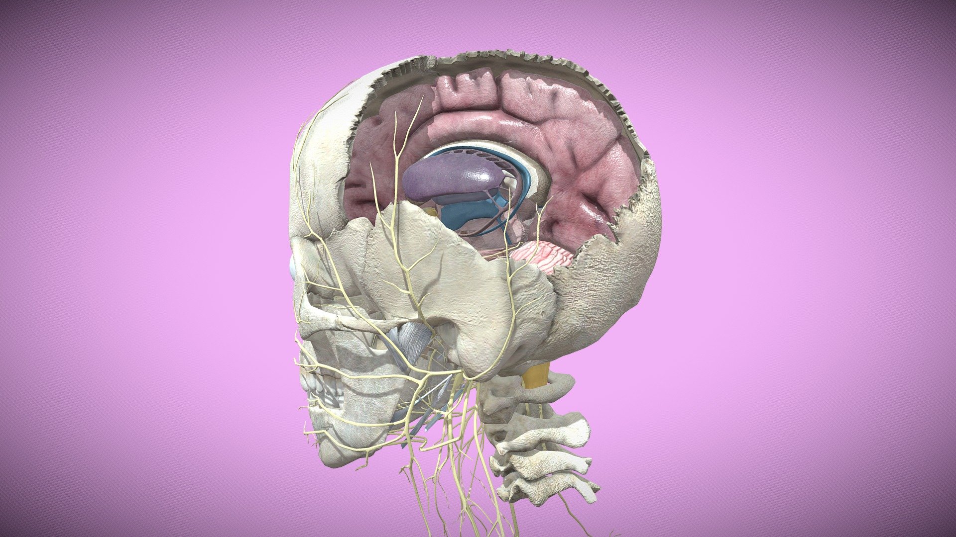 This is the 3D model of the Brain, performed to treat diseases and conditions of the same. Include base colour(2K) and bump map(2K).




I hope that you like. Thanks for visit.




Kindly check my channel for more models on the following link https://sketchfab.com/Novaky/models.


 - Brain - 3D model by 1225659838@qq.com (@Novaky) 3d model
