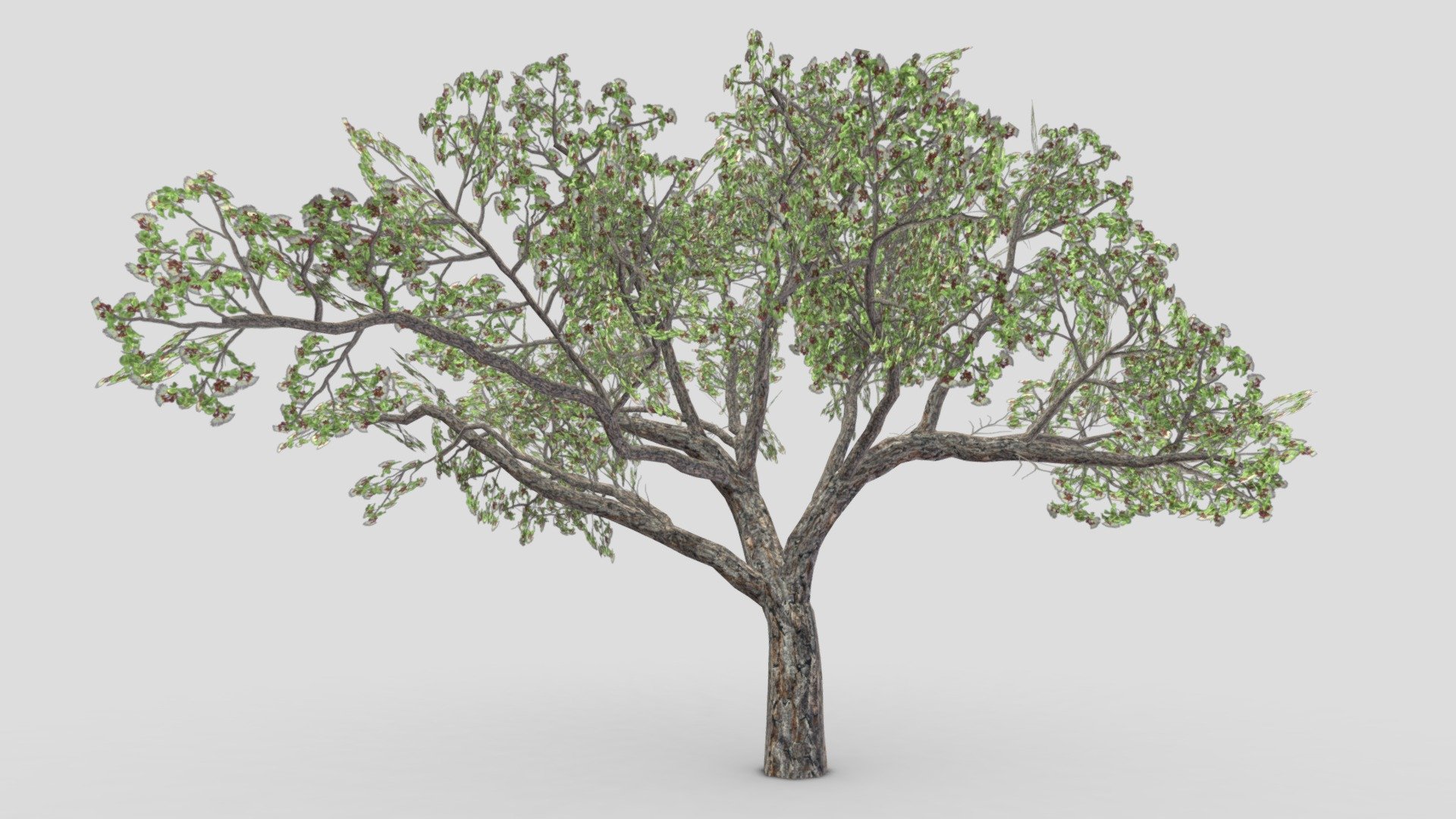 This is a 3D lowpoly Brazilian Pequi Tree. You can you use this for your project and games.
The pequi tree grows up to 10 m (30 ft) tall. It is common in the central Brazilian cerrado habitat[1] from southern Pará to Paraná and northern Paraguay. Its leaves are large, tough, hairy and palmate, with three leaflets each. Unlike most other cerrado trees, it bears flowers in the dry winter months, approximately July to September 3d model