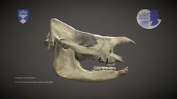 Rhinoceros skull anatomy, rhino, rhinoceros, dundee, zoology, skull, scan, animal