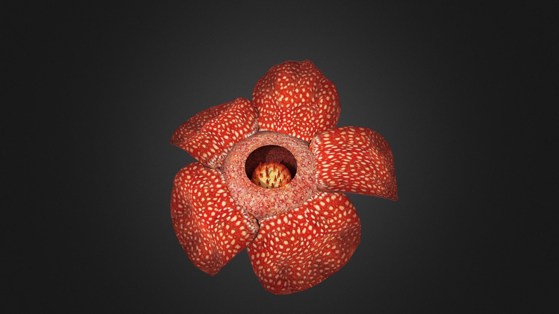 Rafflesia on a rotten log4 - 3D model by mbagidea 3d model