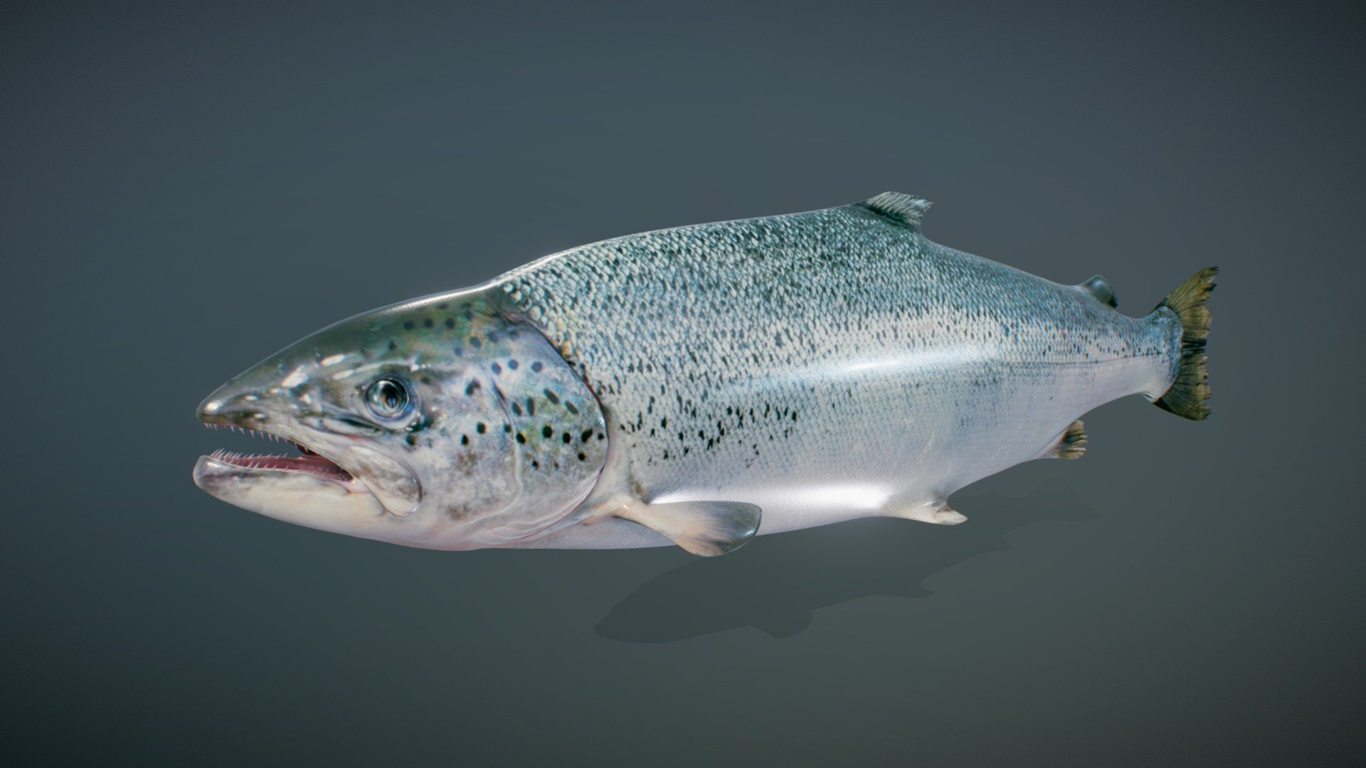 Animated realistic Atlantic Salmon fish with PBR textures (AR/VR ready) 3d model