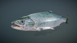 Atlantic Salmon Fish fish, topology, salmon, fbx, realistic, game-ready, unrealengine, uvmapped, pbr-game-ready, animated, textured