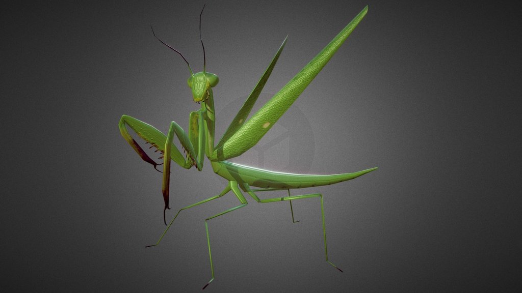 Turbosquid: -link removed-
Turbosquid: -link removed- - Praying Mantis Rigged in pose - 3D model by cordy 3d model