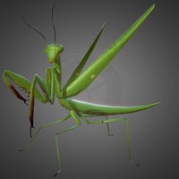 Praying Mantis Rigged in pose green, insect, anatomy, field, grass, biology, high, pose, hunter, turbosquid, ready, leaf, grasshopper, mantis, marmoset, blender-3d, prb, prayingmantis, cordy, cordy3d, cordymodels, character, game, 3d, blender, blender3d, low, poly, test, animal, rigged