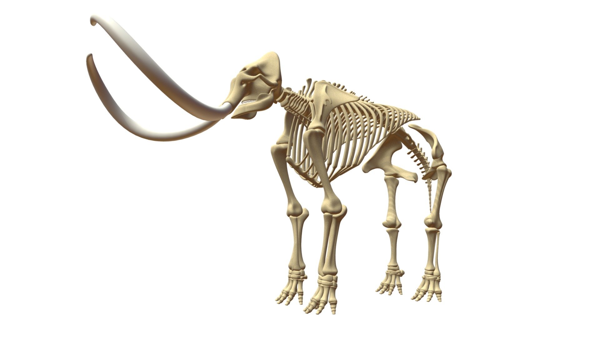 High quality 3D model of mammoth skeleton 3d model