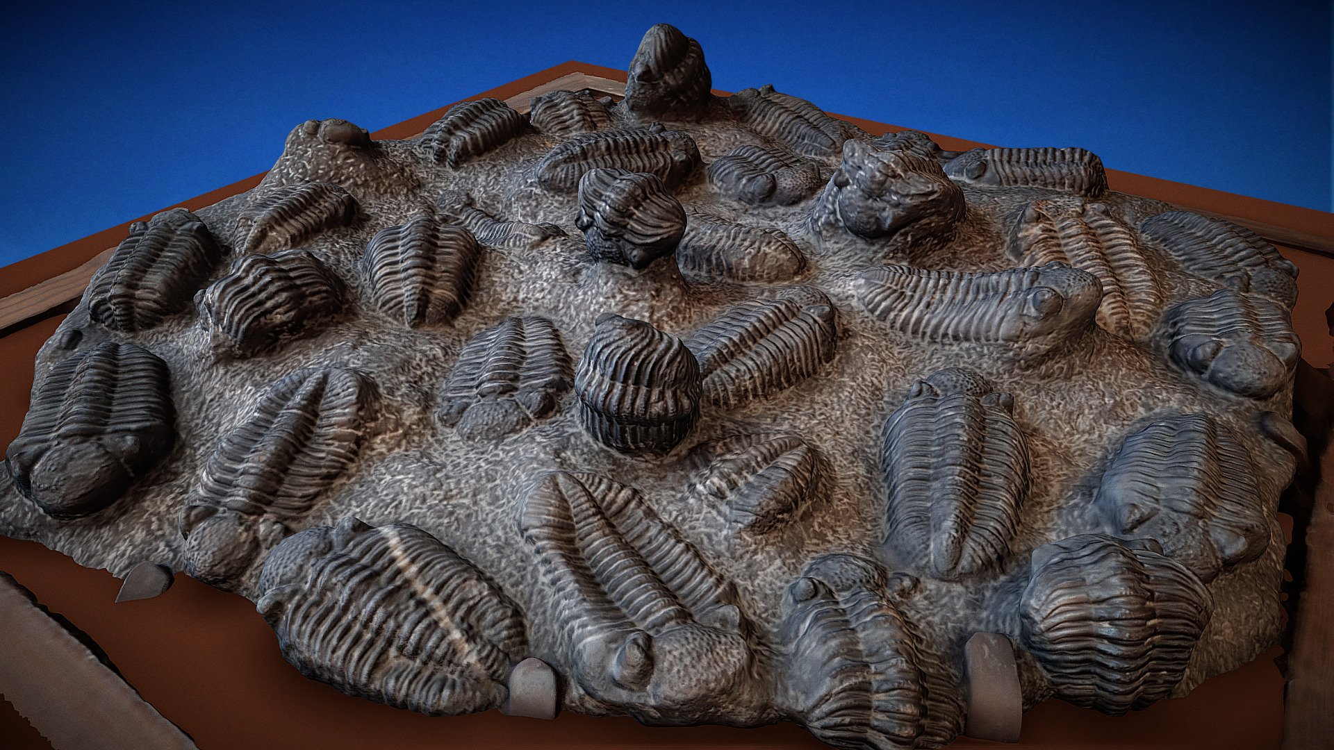 Los trilobites (Trilobita, del latín, «tres lóbulos») son una clase de artrópodos extintos, dentro del subfilo Trilobitomorpha. Son los fósiles más característicos de la Era Paleozoica (Era Primaria). Se han descrito casi 4.000 especies. Este fósil se encuentra expuesto en las rampas de bajada de las instalaciones de Cosmocaixa, en Barcelona, el museo de la Ciencia de la Fundación la Caixa.

Trilobites (Trilobita, from Latin, &ldquo;three lobes