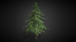 Pine Tree [Game-ready] tree, forest, pine, ready, stylised, trunk, opacity, game-ready, drzewo, spruce, game, blender, pbr, lowpoly, wood, free, download, sosna, drzewa