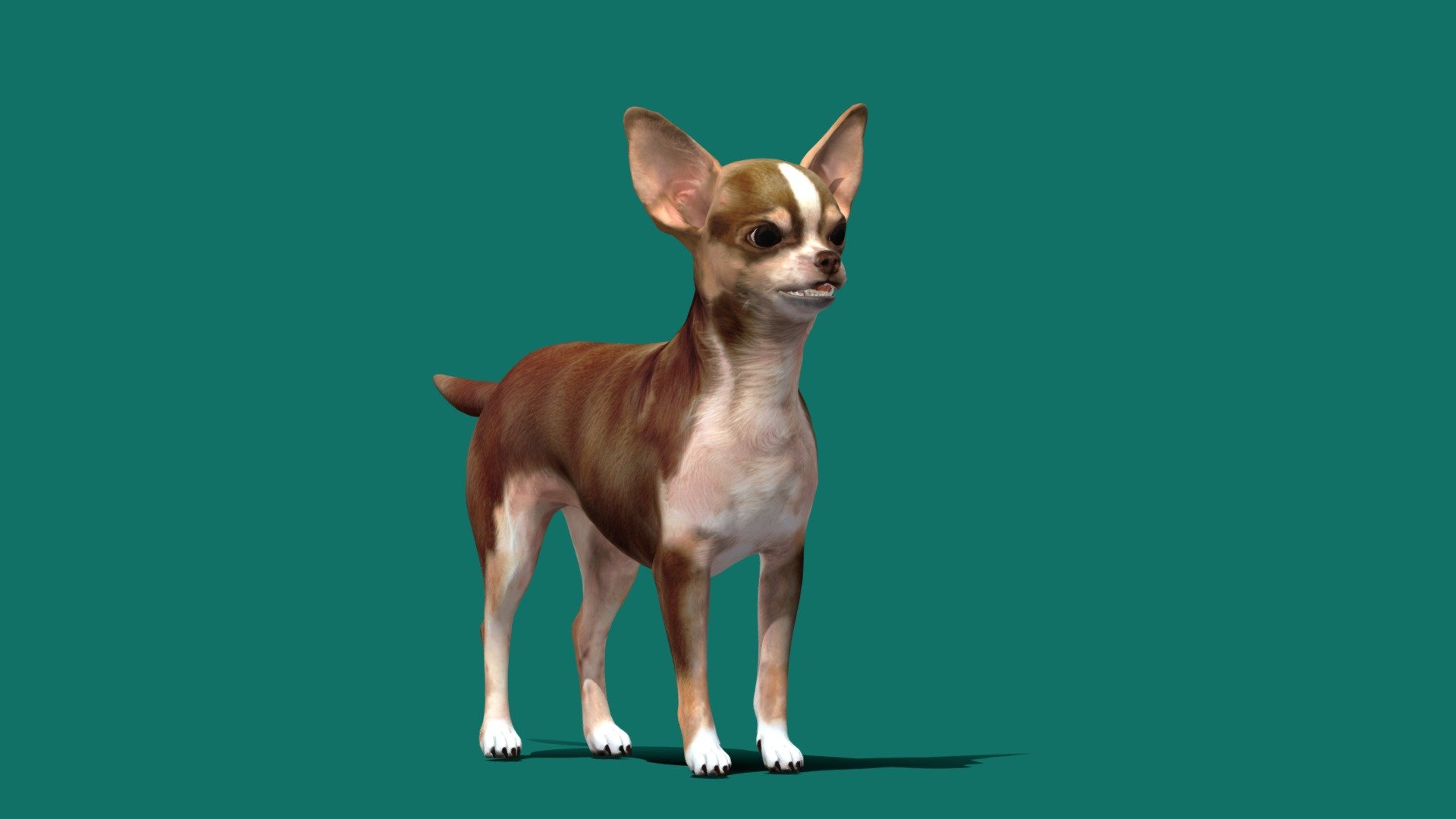 **Chihuahua Game Ready Dog
4K PBR Textures Materials
7 Animations
Unity Unreal Ready **



Diffuse Metallic AO Roughness Normal Map
The Chihuahua or Spanish: Chihuahueño is a Mexican breed of toy dog. It is named for the Mexican state of Chihuahua and is among the smallest of all dog breeds. It is usually kept as a companion animal or for showing.
Canis_lupus_familiaris - Chihuahua (Game Ready) - Buy Royalty Free 3D model by Nyilonelycompany 3d model