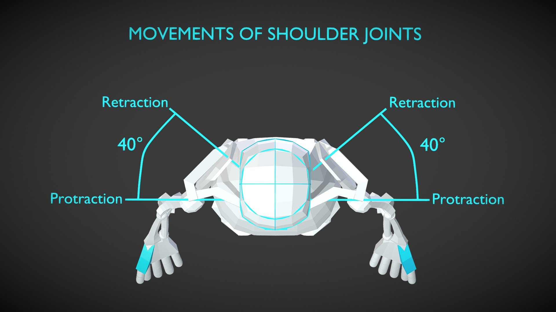 The movement and range of motion of shoulder joints 3d model