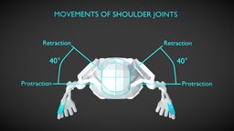 Shoulder Movement Animation skeleton, anatomy, arm, joint, shoulder, anatomy-reference, human-skeleton, arm-bone, arm-movement