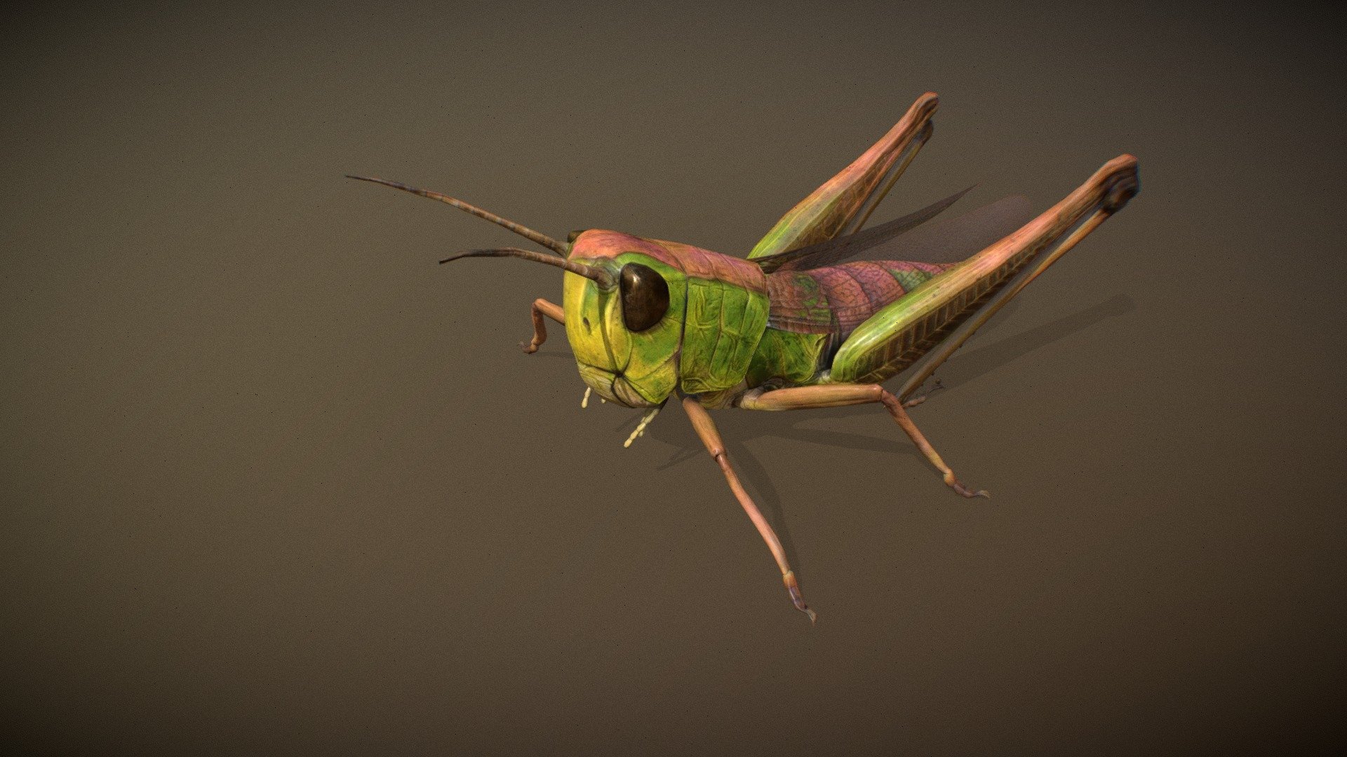 Animated realistic Grasshopper with 11 animations authored at 60fps and 4k textures.

Note: Preview uses lower-res mesh (LOD1), 1K textures and only a few of the full set animations.

Get our animal in full detail, 4K textures and check the full list of animations.

Features:




Grasshopper model

Animations authored at 60 fps

All animations available with and without the root motion

uncompressed 4K Textures

3ds Max animation rig

LODs
 - Animalia - Grasshopper - 3D model by GiM (@GamesInMotion) 3d model