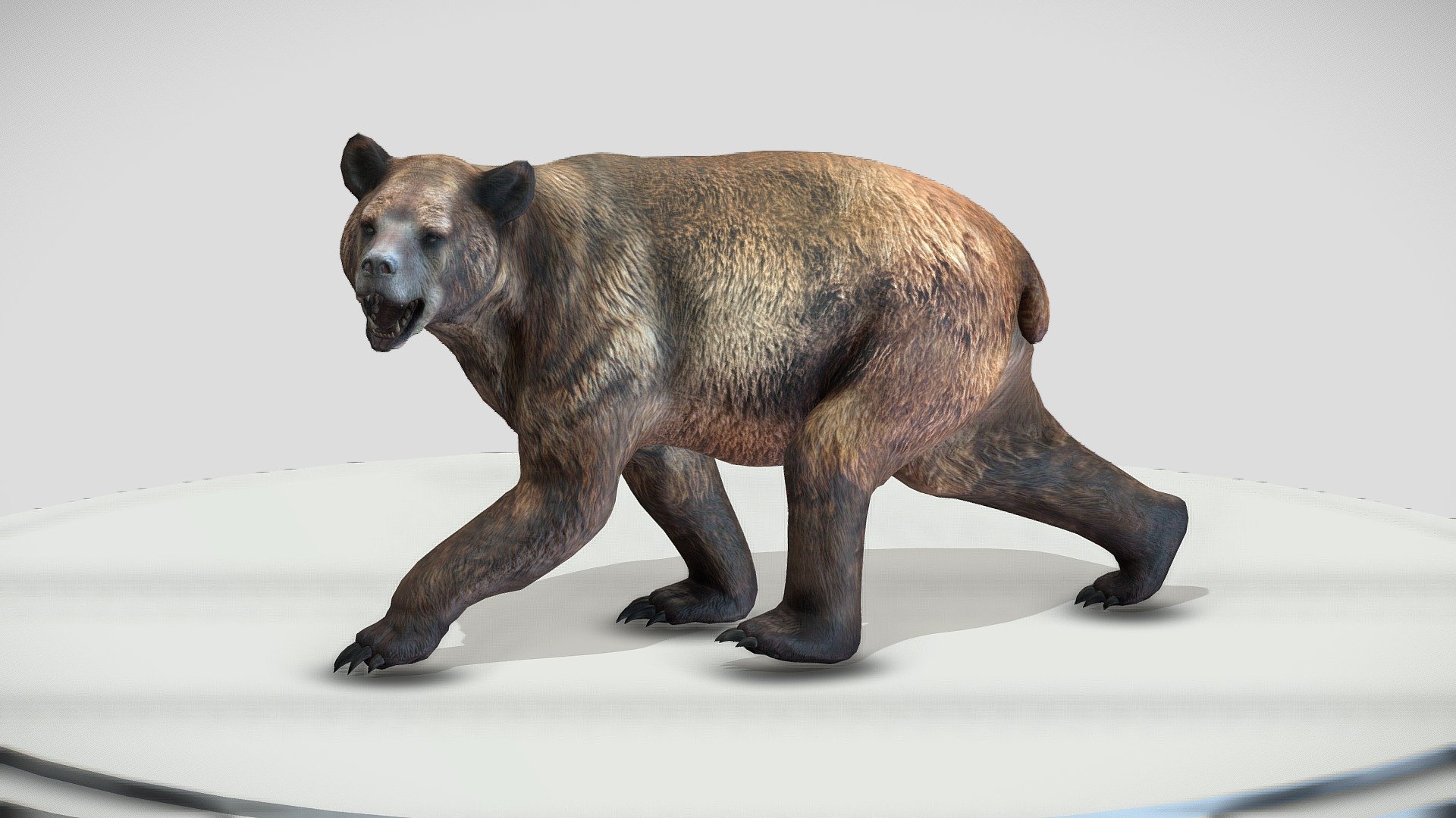 Arctodus 3D sculpt
Arctodus, commonly known as the short-faced bear, was a remarkable genus of bear that existed during the Pleistocene epoch, approximately 1.8 million to 11,000 years ago. Members of this genus, such as Arctodus simus, were among the largest terrestrial mammalian carnivores ever to roam North America.

Arctodus was characterized by its distinctive short and robust facial structure, which contributed to its common name. The shortened snout and large nasal openings are believed to be adaptations for enhanced respiratory efficiency, possibly aiding in cooling during periods of heightened activity. The limbs of Arctodus were also relatively long, suggesting adaptations for swift movement.

Recent studies have suggested that Arctodus had a diet more similar to that of today's ursids, that is, a primarily omnivorous diet that included the consumption of carrion 3d model