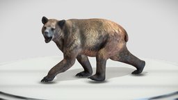 Arctodus simus bear, ice, paleontology, grizzly, orso, paleoart, prehistory, iceage, cenozoic, arctodus, cenozoico, agisoft, prehistoric