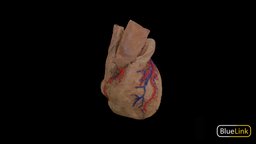 External Heart Vasculature
