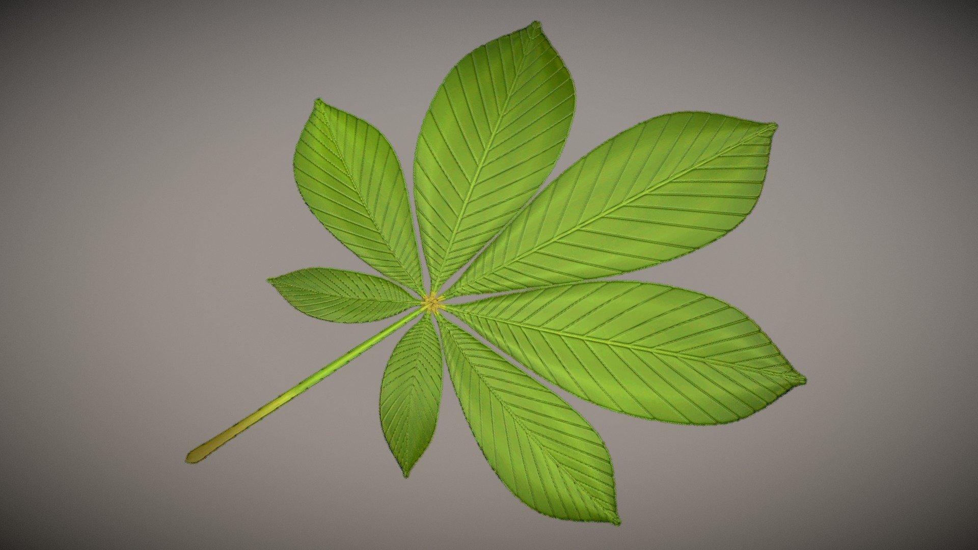 Chestnut Leaf Low-Poly





 

 - Chestnut Leaf Low-Poly - Buy Royalty Free 3D model by VIS-All-3D (@VIS-All) 3d model