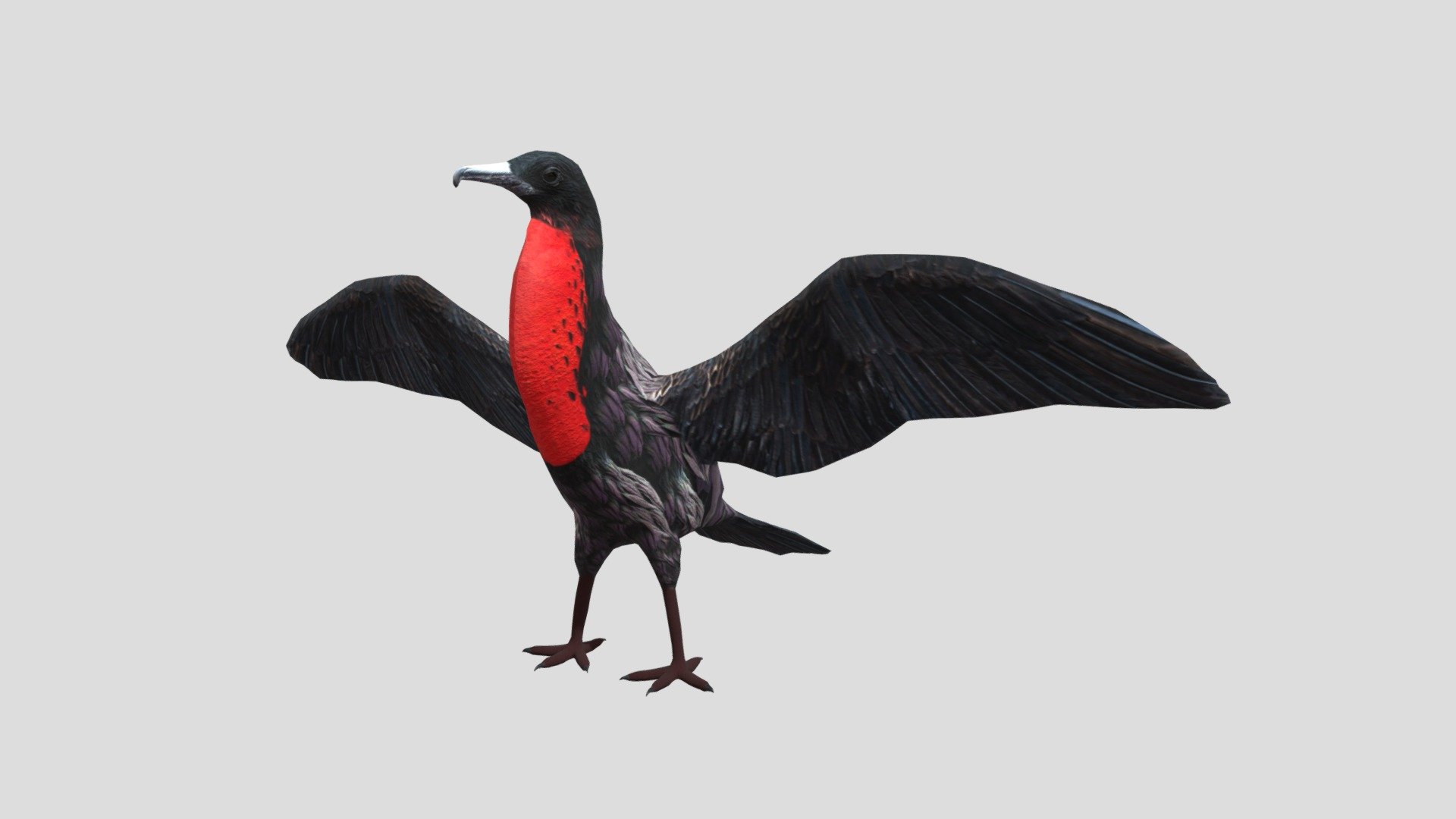 3d model of magnificent frigatebird.
The magnificent frigatebird (Fregata magnificens) is a seabird of the frigatebird family Fregatidae.
Product specification:
Objects-1pc
Textures-Color,Metalic,Roughness and Normal maps
Textures format/size -JPEG/ 4096x4096 pxls - Magnificent Frigatebird - Buy Royalty Free 3D model by rmilushev 3d model