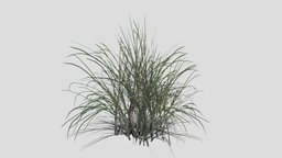 Grass plant, grass, weed, foliage