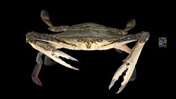 ガザミ🦀 ♂ Gazami Swimming Crab