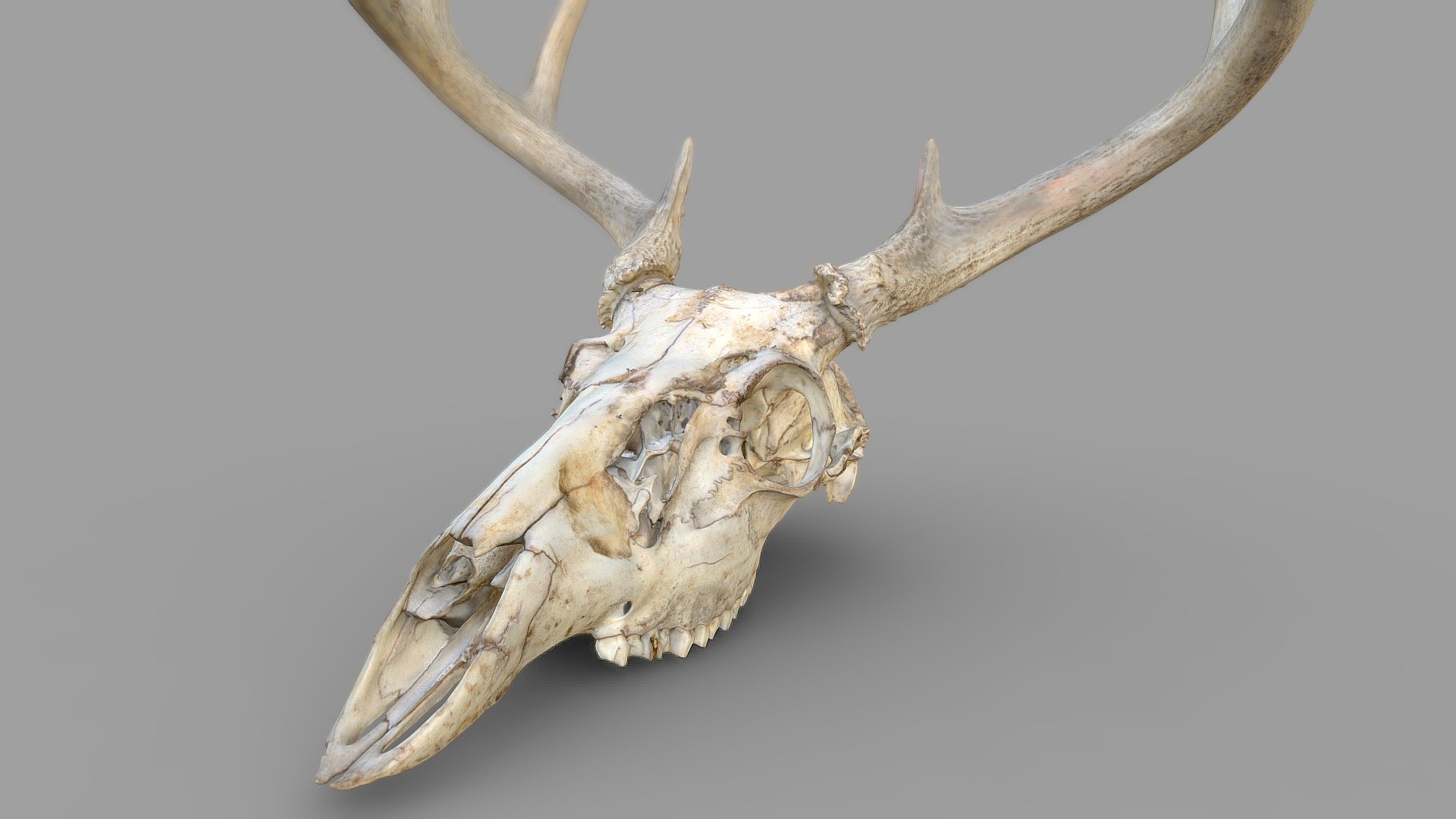 Deer skull scanned with the Artec Space Spider 3D scanner. Time to scan: about 20 minutes. Time to process to texturized OBJ: about 40 minutes. Original resolution mesh: 13 million+ polygons. Reduced to 450k for upload here 3d model