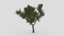 River Birch-SK-07 tree, plants, river, eastern, texas, water, nature, birch, nigra, betula, riverbirch, betulanigra, waterbirch