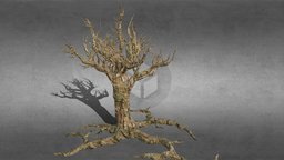 Tree (HP) trees, tree, plant, forest, plants, fbx, nature, treebuild, roots, forestry, forests