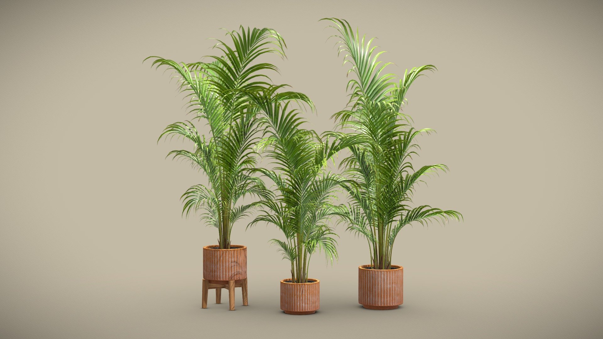 Dypsis Lutescens Set 03 - Areca Palm

Dypsis lutescens, also known as golden cane palm, areca palm, yellow palm, butterfly palm, or bamboo palm, is a species of flowering plant in the family Arecaceae, native to Madagascar. Theses potted houseplants will bring tropical fair to your indoor renders. 

4k Textures




Vertices  78 251

Polygons  55 032

Triangles 109 712
 - Dypsis Lutescens Set 03 - Areca Palm - Buy Royalty Free 3D model by AllQuad 3d model