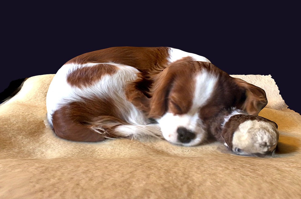 A second scan of our dog: Lucky! 4 months old 3d model