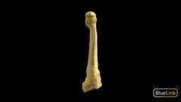 Metatarsal 4 skeleton, anatomy, metatarsal, university-of-michigan, bones, bluelink