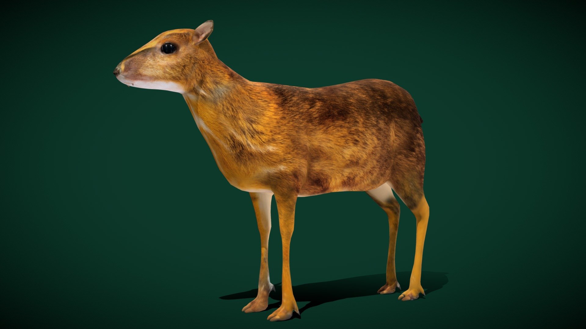 Chevrotain (Mouse-Deer) Vietnamese Fanged Mouse-deer

Tragulidae Animal Mammal (diminutive, even-toed ungulates)

1 Draw Calls

Lowpoly

GameReady

16 Animations

4K PBR Textures Material

Unreal FBX

Unity FBX  

Blend File 

USDZ File (AR Ready). Real Scale Dimension

Textures Files

GLB File

Gltf File ( Spark AR, Lens Studio(SnapChat) , Effector(Tiktok) , Spline, Play Canvas ) Compatible

Triangles : 6944

Vertices  : 3497

Faces     : 3506

Edges     : 6998

Diffuse, Metallic, Roughness , Normal Map ,Specular Map,AO,
Chevrotains, or mouse-deer, are diminutive, even-toed ungulates that make up the family Tragulidae, and are the only living members of the infraorder Tragulina. The 10 extant species are placed in three genera, but several species also are known only from fossils. Wikipedia
Scientific name: Tragulidae - Fanged Mouse-deer Animal (Lowpoly) - 3D model by Nyilonelycompany 3d model