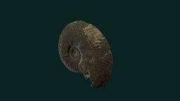 Leioceras opalinum fossil, jurassic, cephalopod, invertebrate, metashape, agisoft