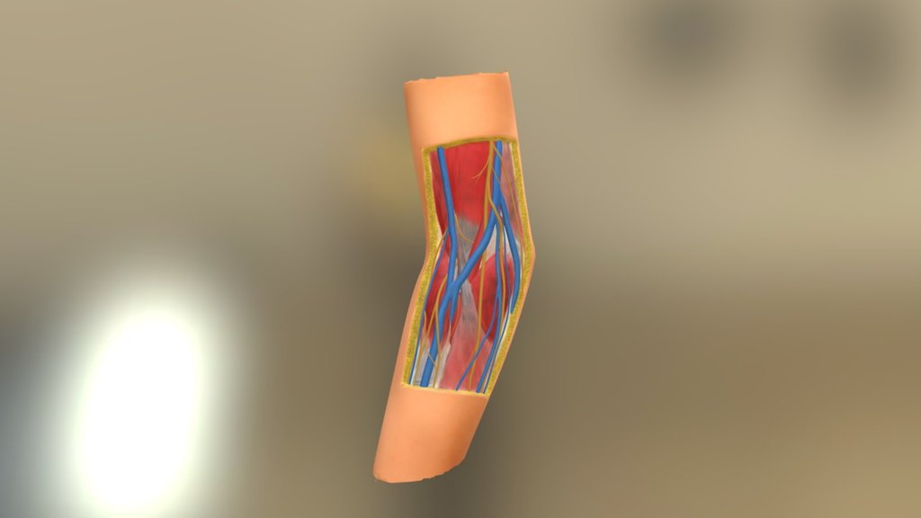 Superficial anatomy of the elbow including vessels, nerves and muscles 3d model