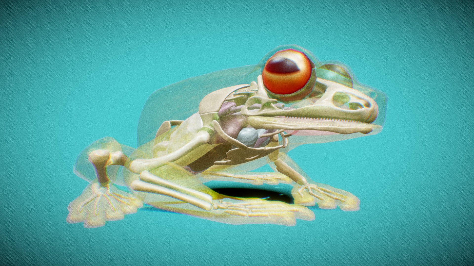 Ranoidea chloris - Red-eyed tree frog. Model showcasing internal anatomy of a frog including internal organs and skeletal apparatus. Model made for Alter Learning International Platform 3d model