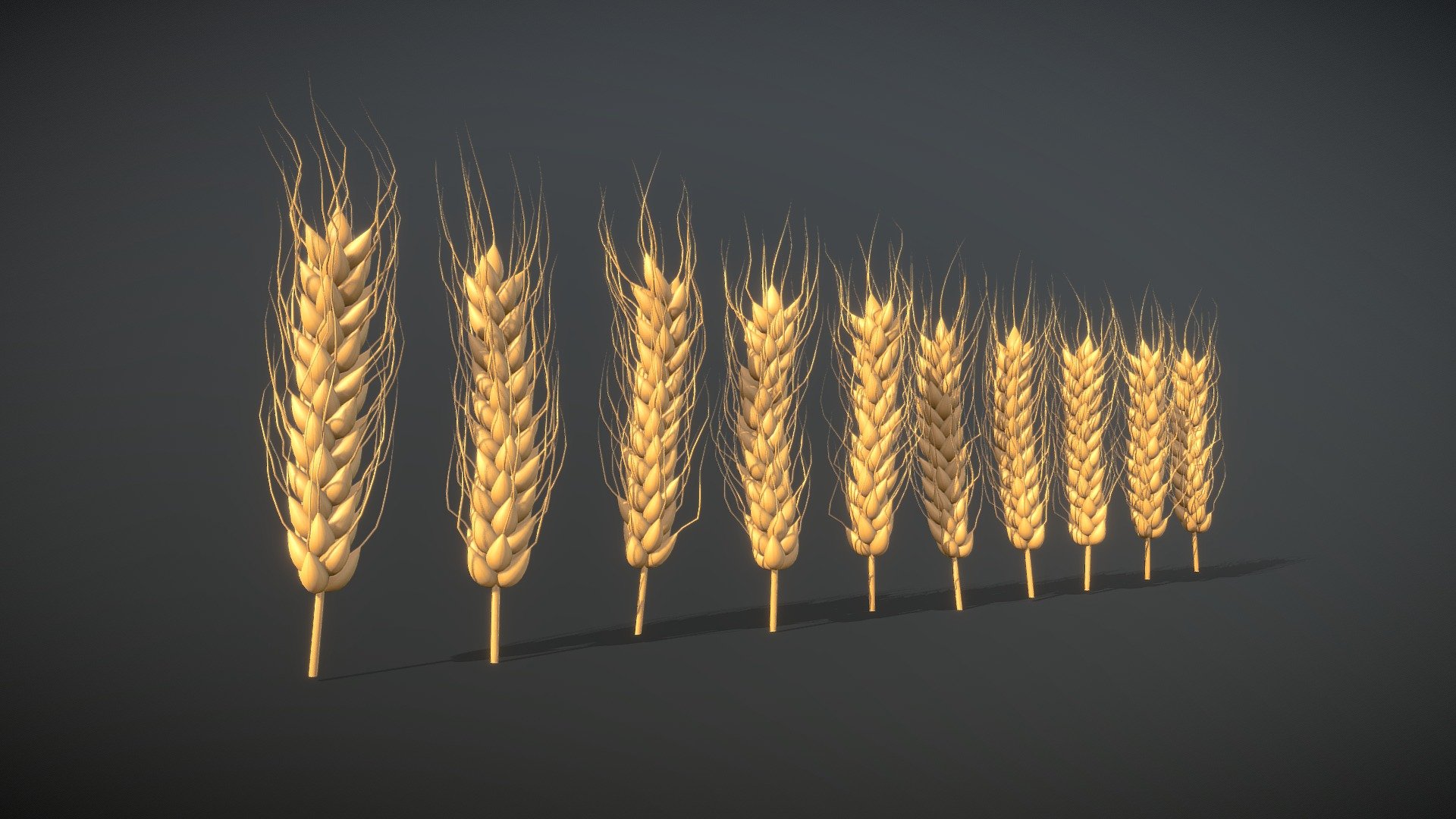 Fully generated models of wheat with diffuse &amp; normals

11k quad poly each, ready for subdivide

Feel free to use it everywhere you want. It would be nice if you send me link to results :) - Wheat — FREE - Download Free 3D model by Yaroslav Karas (@yakaras) 3d model