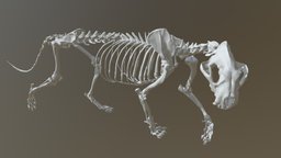 Sumatran Tiger Skeleton skeleton, anatomy, asian, carnivore, wildlife, osteology, sumatran-tiger, endangered, 3d-3d-model-3d-scan-3d-printing, panthera-tigris-sondaica, zbrush4r8-lowpoly