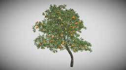 Orange Fruit Flower Tree tree, green, plant, fruit, forest, terrain, flower, orange