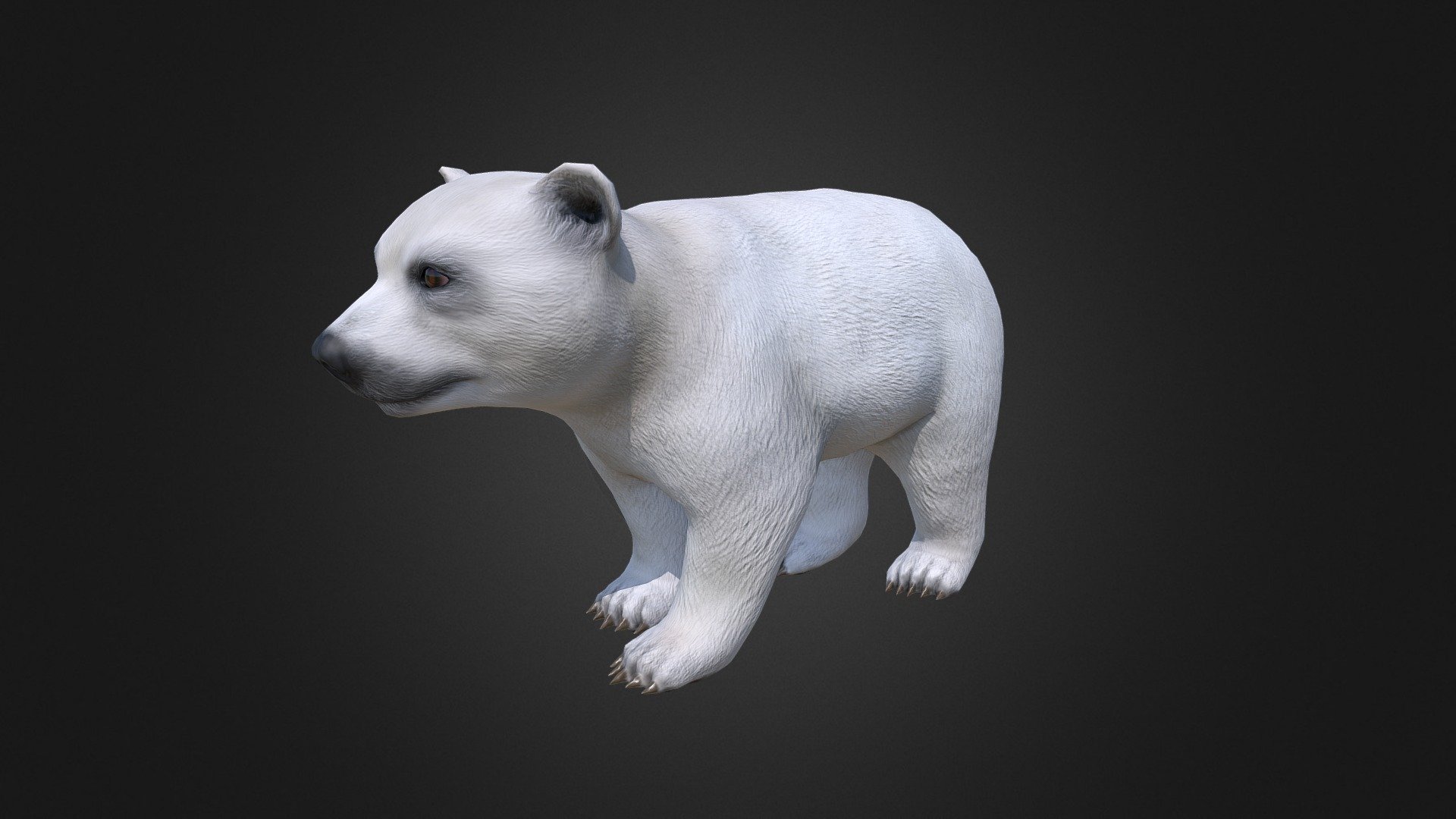 This asset has Polar Bear Cub model.

Model has 4 LOD.
- 8600 tris
- 6600 tris
- 4500 tris
- 2900 tris

Diffuse, normal and metallic / Smoothness maps (2048x2048).

80 animations (IP/RM)

Attack 1-3, death,eat 1-2, hit (back,front,midle), idle 1-3, jump IP, jump forward, jump (start, idle up, idle horisontal, idle down, end), lie (start,idle,end), sleep(start,idle,end), trot (forward,left,right), run (forward,left,right),walk (f-b-l-r-bl-br), swim(f-b-l-r-bl-br), turn (left,right) etc.

If you have any questions, please contact us by mail: Chester9292@mail.ru - Polar Bear Cub - Buy Royalty Free 3D model by Rifat3D 3d model