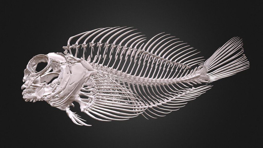 Exallias brevis - 3D model by Totuss (@giclejules) 3d model
