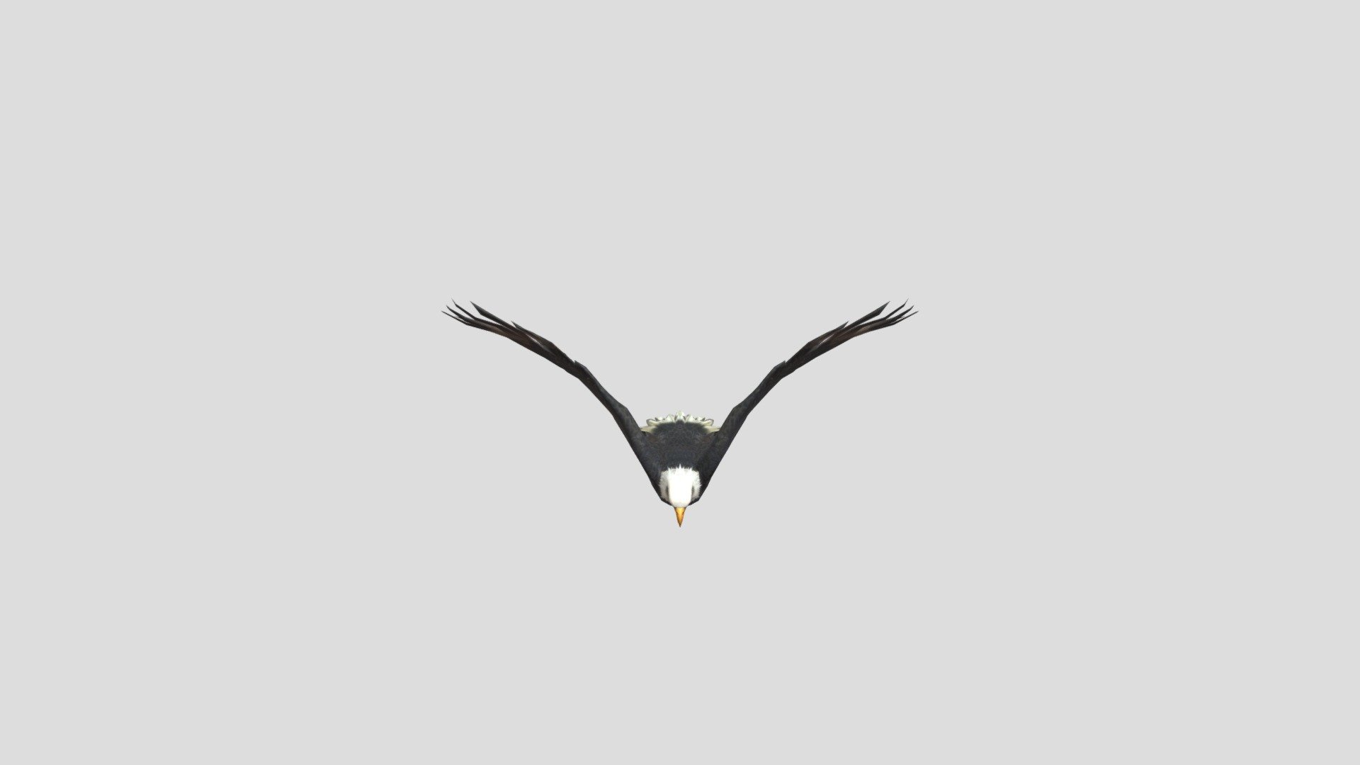&ldquo;Animated Eagle https://skfb.ly/67yM7) by Asim3d is licensed under Creative Commons Attribution (http://creativecommons.org/licenses/by/4.0/) 3d model