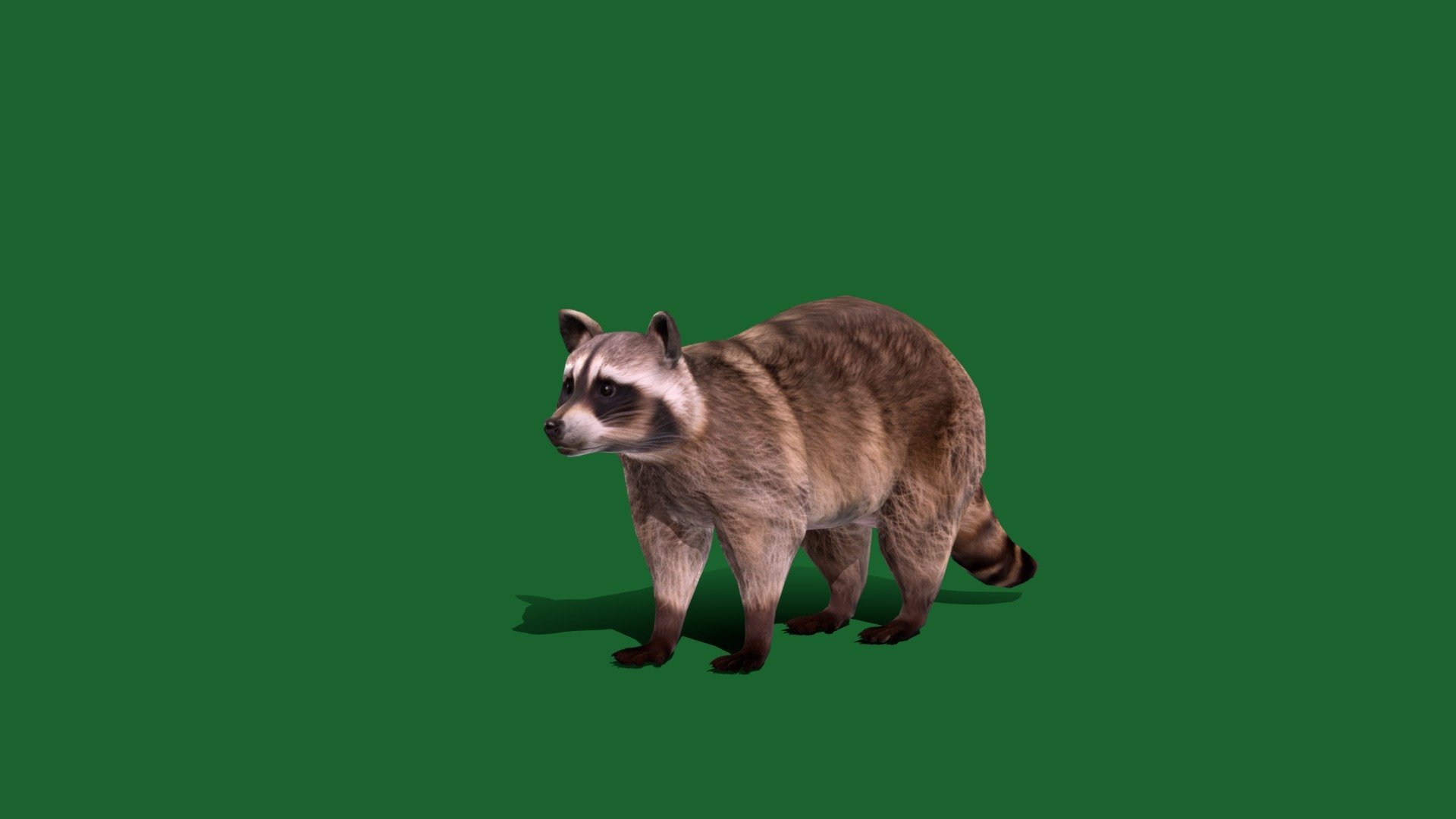 Common Raccoon (North America)Cute,Pet,Largest procyonid

Procyon lotor Animal Mammal (spelled racoon)omnivorous

1 Draw Calls

LowPoly

Game Ready (Character)

Subdivision Surface Ready

12- Animations 

4K PBR Textures 2 Material

Unreal/Unity FBX 

Blend File 3.6.5 LTS / 4

USDZ File (AR Ready). Real Scale Dimension (Xcode ,Reality Composer, Keynote Ready)

Textures Files

GLB File (Unreal 5.1 Plus Native Support)


Gltf File ( Spark AR, Lens Studio(SnapChat) , Effector(Tiktok) , Spline, Play Canvas,Omiverse ) Compatible**




Triangles -8392



Faces -4228

Edges -8441

Vertices -4218

Diffuse, Metallic, Roughness , Normal Map ,Specular Map,AO


The raccoon, also spelled racoon and sometimes called the common raccoon to distinguish it from the other species, is a mammal native to North America. It is the largest of the procyonid family, having a body length of 40 to 70 cm, and a body weight of 5 to 26 kg 3d model