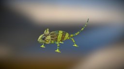 Chameleon chameleon, lizard