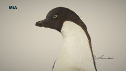 Adeliepingvinen/ Adélie penguin antarctica, amundsen, roaldamundsen, polaranimals