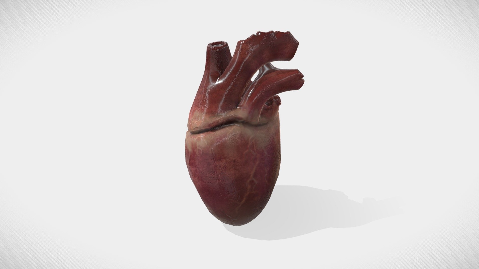low poly animated heart 3d model - Heart - animated anatomical 3d model - Buy Royalty Free 3D model by assetfactory 3d model