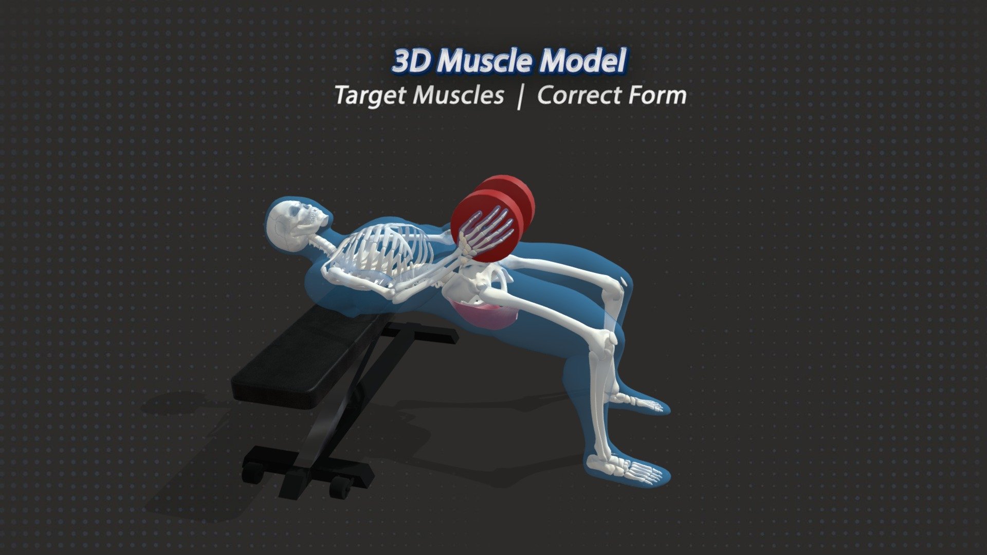 The Dumbbell Hip Thrust is an ideal variation of the popular barbell hip thrust. Works great for at home training. Specifically targets the glutes. 

Visit https://3dmusclemodel.com/ - 52. Dumbbell Hip Thrust - 3D model by Michael Shortall (@mikeshortall1991) 3d model