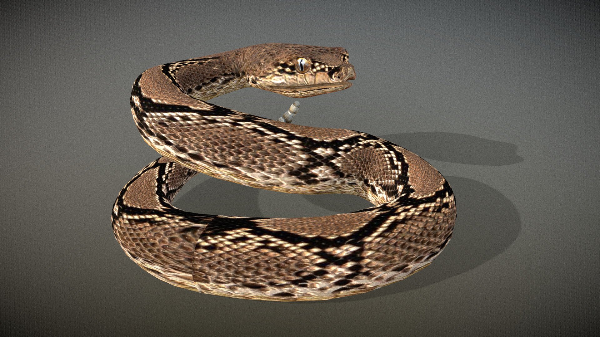Experience the fascination of nature up close with this incredibly detailed 3D model of a rattlesnake. This lifelike representation captures the essence of this iconic and mesmerizing reptile.

Key Features:

Realistic Detail: Every scale, fang, and rattle is meticulously recreated to offer an authentic portrayal of the rattlesnake's appearance.

Educational Value: Perfect for educational purposes, this model can be used in biology lessons, wildlife presentations, and nature documentaries.

Safety: Enjoy observing the rattlesnake without the risks associated with encountering one in the wild.

Versatile Usage: Ideal for use in digital art, animation, gaming, and virtual reality projects requiring realistic wildlife elements.

Bring the awe-inspiring world of rattlesnakes to your digital projects with this exceptional 3D model. Whether for educational purposes or creative endeavors, this model offers a safe and detailed representation of this remarkable reptile 3d model