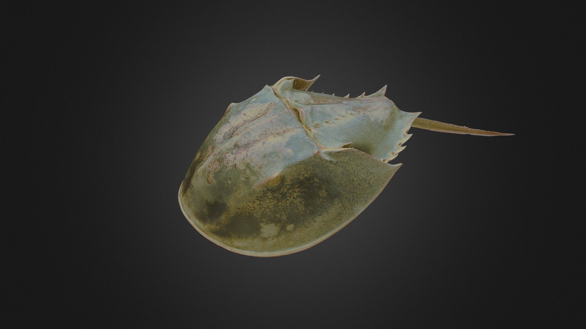 Horseshoe crab from the natural history collection of Bolton Library and Museum Services.

Photography Credit: Ardern Hulme-Beaman, Sarah McBride

Model Credit: Ardern Hulme-Beaman

Produced as part of the Museums of the North West Photogrammetry Hub: Building Virtual 3D Futures project. Learn more  here 3d model