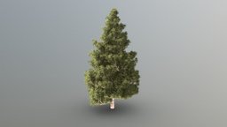 Pine Tree trees, tree, treehouse, treebuild, blender-3d, blender3dmodel, treestump, treetrunk, tree-stump, tree-trunk, blender, blender3d