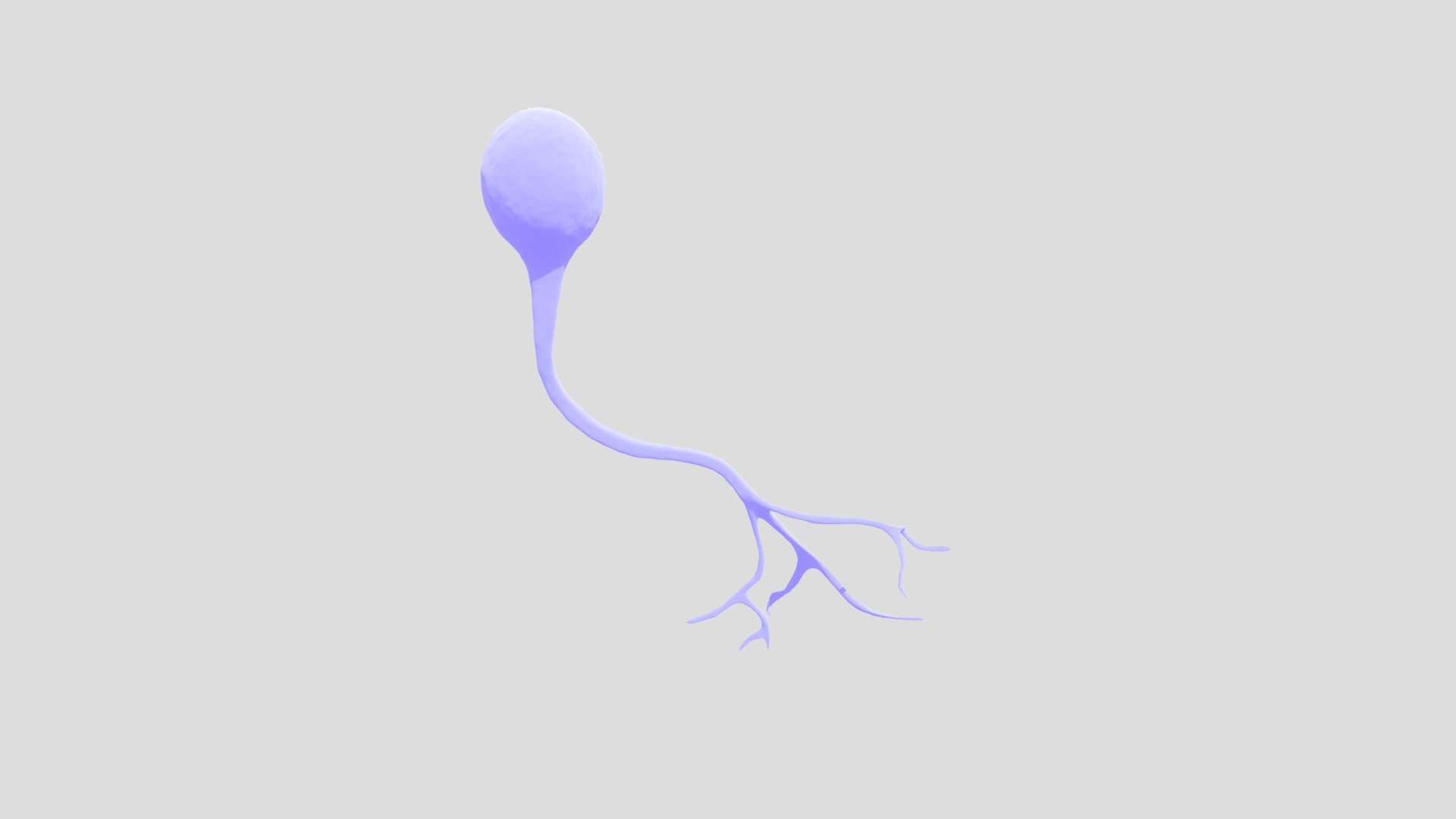 This 3D model shows a unipolar neuron or nerve cell. It is suitable for education, clips, documentary,&hellip; - Unipolar Neuron - 3D model by ouaidat81 3d model